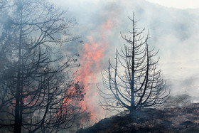 بررسی وضعیت آتش‌سوزی جنگل‌ها