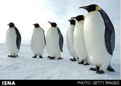 کشف اولین گونه «آنفلوآنزای پنگوئنی» در قطب جنوب 1