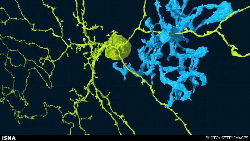 ترسیم نخستین نقشه نورونهای شبکیه چشم با استفاده از بازی رایانه‌ای 1