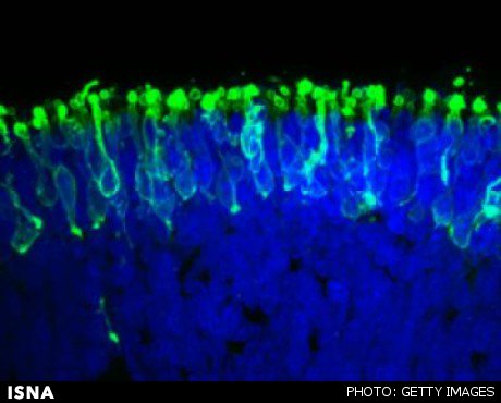 تولید چشم آزمایشگاهی حساس به نور با سلولهای بنیادی 1