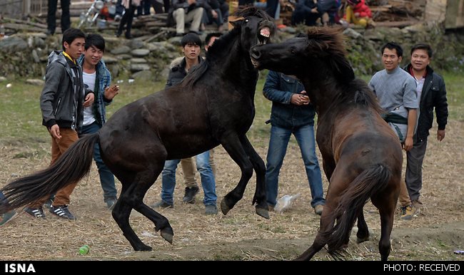  نبرد خونین اسب‌ها در چین