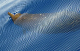 0213.800px-Beaked_Whale.600.jpg