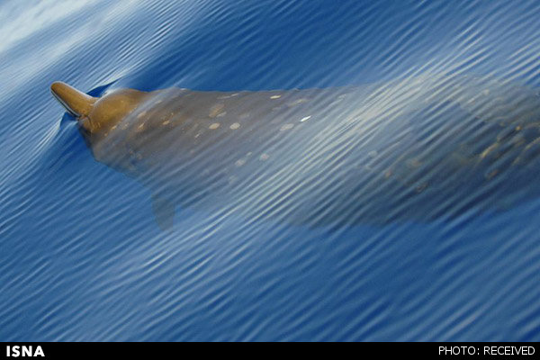 http://media.isna.ir/content/0213.800px-Beaked_Whale.600.jpg/4