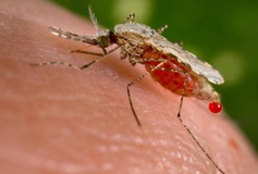 ایران در کنترل و حذف بیماری مالاریا موفق بوده است
