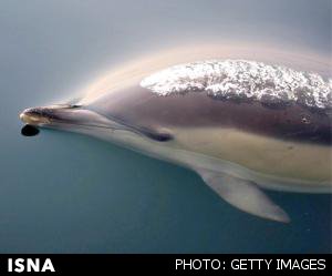 ساخت رادار جدید برای کشف دستگاه‌های جاسوسی با الهام از دلفین‌ها 1