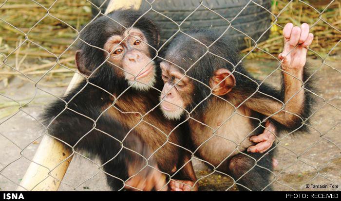 درخواست به رسمیت‌شناختن «شخصیت حقوقی» شامپانزه‌ها!