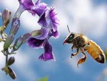 15میلیارد حمایت بلاعوض دولت به صنعت زنبورداری کشور بلوکه شده است!