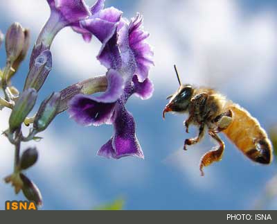 زنبور عسل بهترین طبیب برای انسان‌