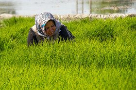 113reza raghimi.jpg