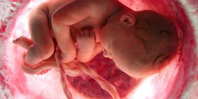 رحم در دوران بارداری استروژن تولید می‌کند