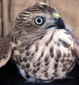 تحویل 7 بهله پرنده شکاری مصدوم به یگان حفاظت محیط زیست آستارا