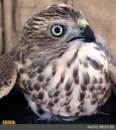 تحویل 7 بهله پرنده شکاری مصدوم به یگان حفاظت محیط زیست آستارا