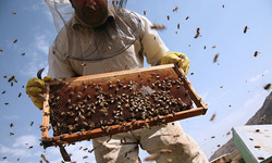 صنعت زنبورداری نیاز به توجه جدی دارد