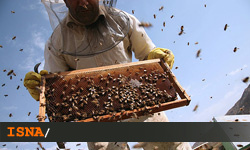 مشکلات زنبورداران البرزی مرتفع شود