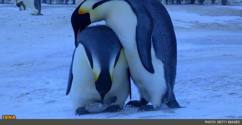 از لحظه عاشق شدن تا حسادت و غم خوردن پنگوئن‌ها + عکس