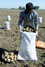 برداشت سیب زمینی در همدان 124-25.jpg