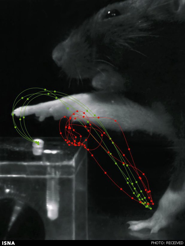 موفقیت دانشمندان در بازتوانی موش‌های فلج برای گرفتن اشیا 1