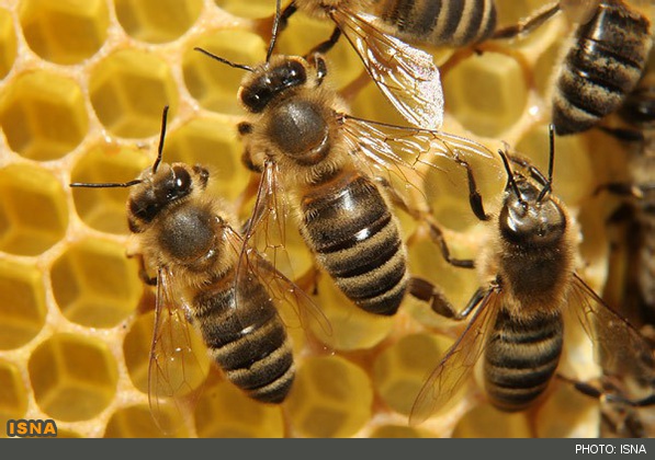 موافقت با واردات ملکه زنبور عسل/ تولید 74 هزار تن عسل