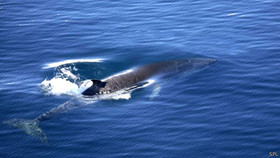 140423090859_minke-whale_512x288_spl.jpg