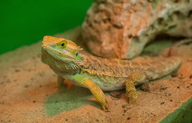 140424-bearded-dragon-jms-1356_052daafa0c6655e72f0a8ba4492112a7.jpg