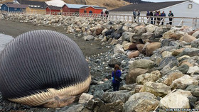 140502221800_blue_whale_exploding_canada_512x288_donbradshawntv_nocredit.jpg