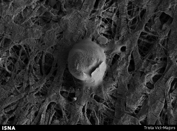 کشف میکروب‌های سنگ‌خوار در عمق یخ‌های قطب جنوب+تصاویر