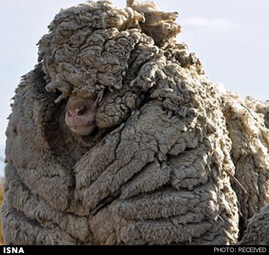 پشمالوترین گوسفند جهان+عکس