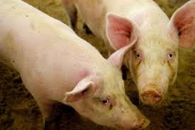کشف 315 کیلوگرم گوشت خوک در قائم‌شهر