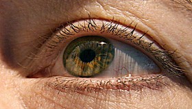 بازگرداندن بینایی به شبکیه با نانولوله‌های کربنی