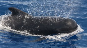 1409634066774_1024px-Pilot_whale.jpg