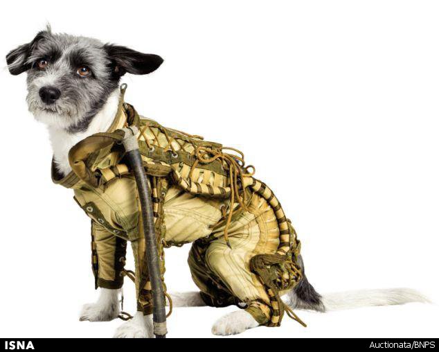 لباس سگ‌های فضایی چوب حراج می‌خورند+تصاویر