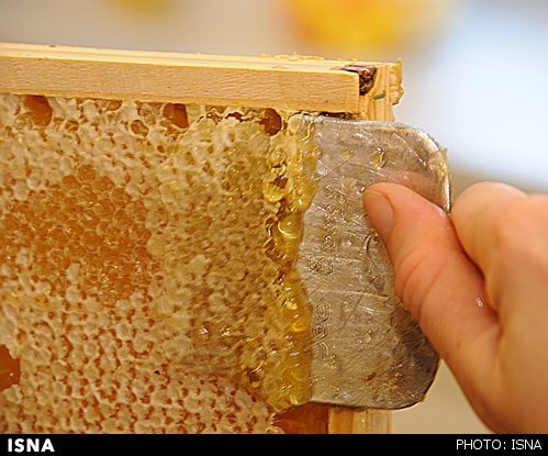 کاهش تولید عسل در استان البرز