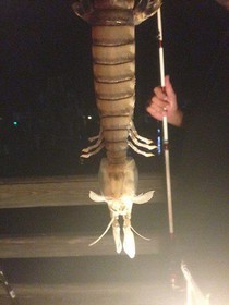 1410075773256_giant mantis shrimp.jpg