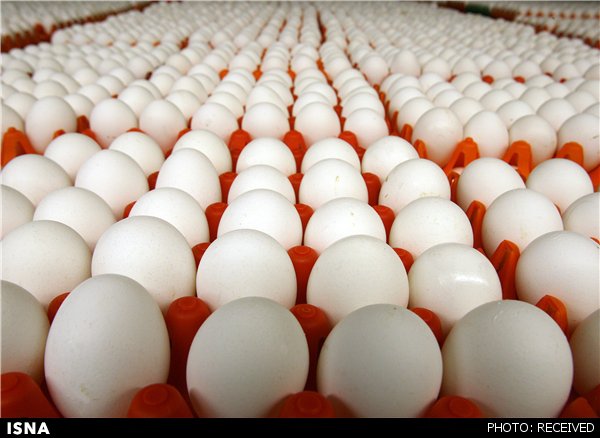 قیمت تخم‌مرغ صادراتی نصف شد