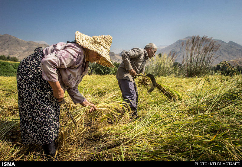حمایت از کشاورزان برنج‌کار با کنترل واردات