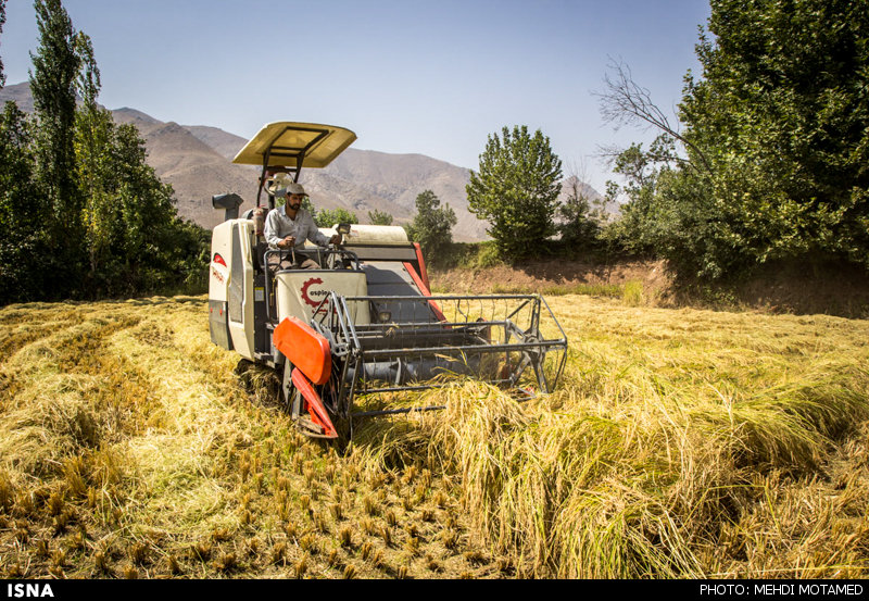 افزایش سطح زیرکشت برنج در دره‌شهر