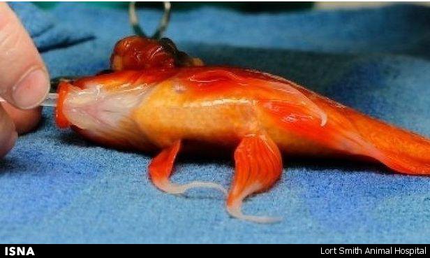 جراحی مغز ماهی با دو سطل آب! +تصاویر