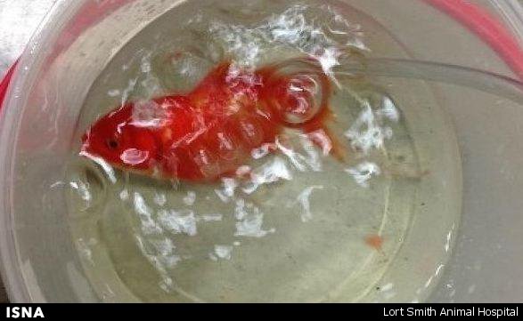 جراحی مغز ماهی با دو سطل آب! +تصاویر