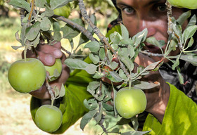 13هزار هکتار از باغ‌های سیب سمیرم تحت تاثیر تنش کم آبی شدید است
