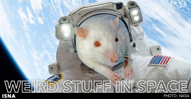 موش‌های فضانورد، محموله جدید کپسول باری «دراگون»