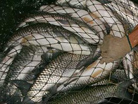 پیش‌بینی تولید 7400 تنی ماهی در کردستان