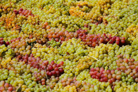 تولید 105 هزار تن انگور در کردستان
