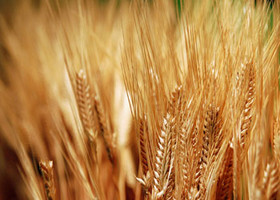 کشت گندم برای کشاورز صرفه اقتصادی ندارد