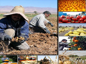 اقتصاد کشاورزی راه حلی مفید برای رفع معضل بیکاری