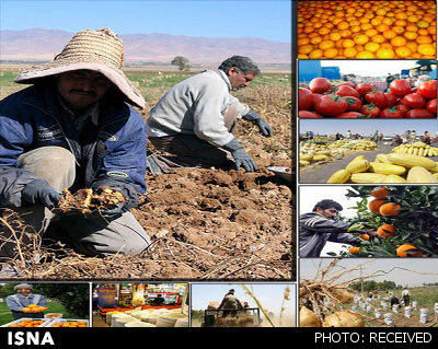 سردمدار محصول کشاورزی در صادرات چیست؟