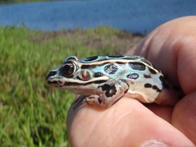 1414491476934_blue-leopard-frog.jpg