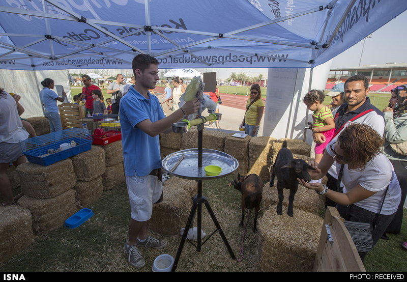 برگزاری جشنواره حیوانات خانگی در دوبی