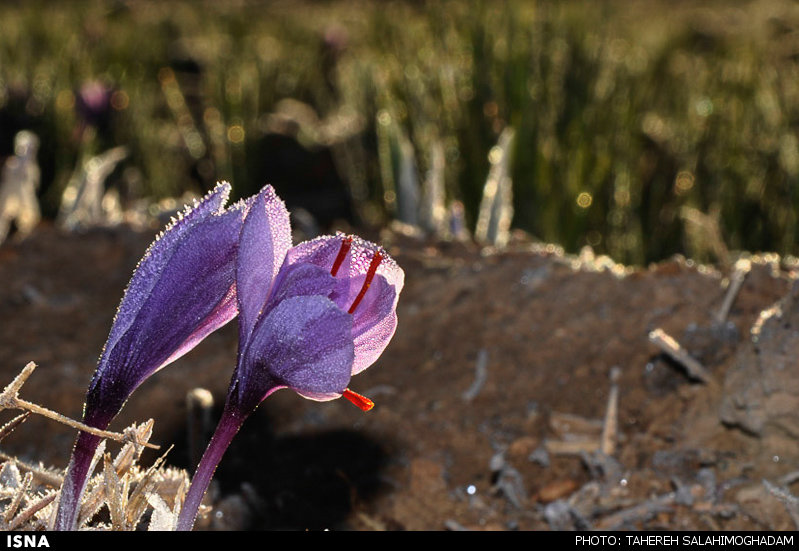 آزمایشگاه خاک زعفران در تربت حیدریه راه‌اندازی می‌شود