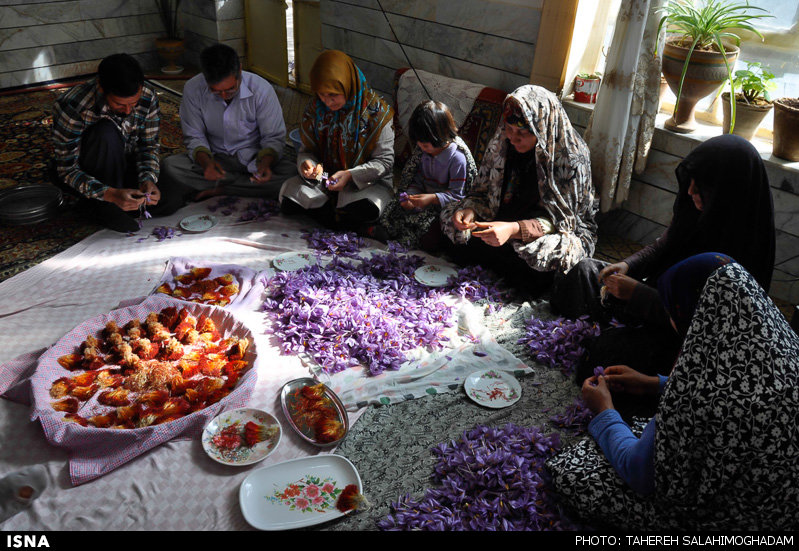 راه‌اندازی بازار گل زعفران در رشتخوار