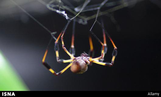 تولید ابریشم ترکیبی با استفاده از ژن‌های عنکبوت